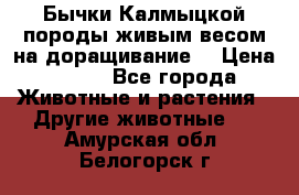 Бычки Калмыцкой породы живым весом на доращивание. › Цена ­ 135 - Все города Животные и растения » Другие животные   . Амурская обл.,Белогорск г.